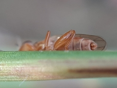 Platycephala umbraculata