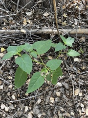 Mirabilis longiflora