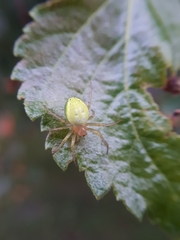 Araniella cucurbitina