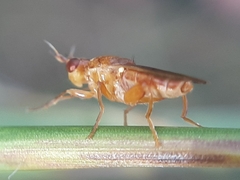 Platycephala umbraculata