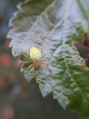 Araniella cucurbitina
