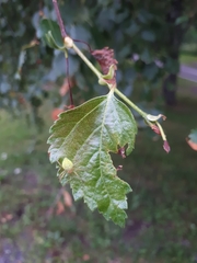 Araniella cucurbitina