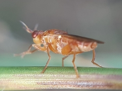 Platycephala umbraculata