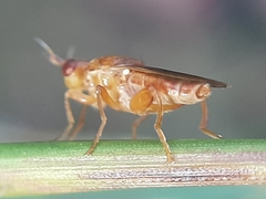 Platycephala umbraculata