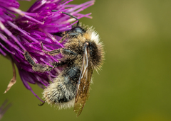 Bombus sylvarum