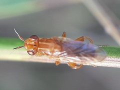 Platycephala umbraculata