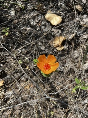 Kallstroemia grandiflora