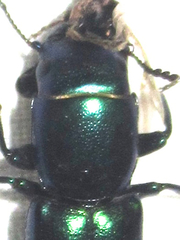 Temnoscheila acuta