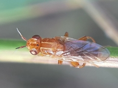 Platycephala umbraculata