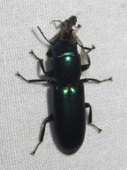 Temnoscheila acuta