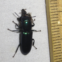 Temnoscheila acuta