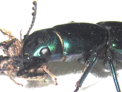 Temnoscheila acuta