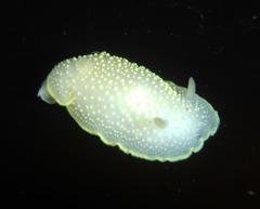 Cadlina
