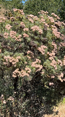 Eriogonum arborescens