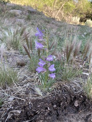 Penstemon jamesii