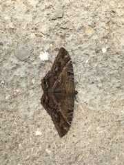 Ascalapha odorata