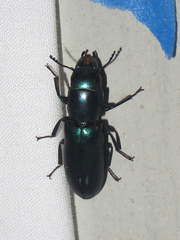Temnoscheila acuta