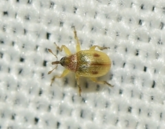 Pericartiellus durieui