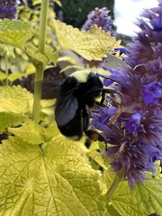 Bombus vosnesenskii