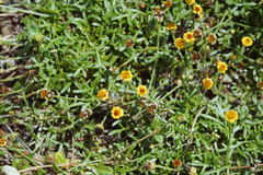 Glossocardia bidens
