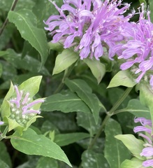 Monarda fistulosa