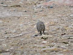 Sigmodon mascotensis