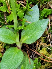 Goodyera repens