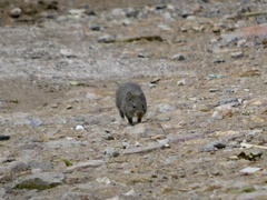 Sigmodon mascotensis