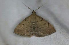 Zanclognatha protumnusalis