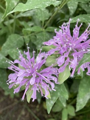 Monarda fistulosa
