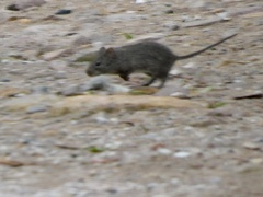 Sigmodon mascotensis