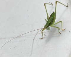 Phaneropterinae