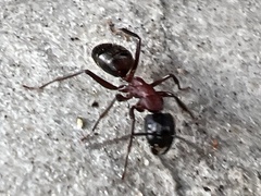 Camponotus ligniperda