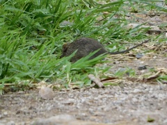 Sigmodon mascotensis