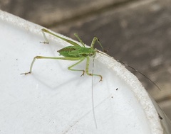Phaneropterinae