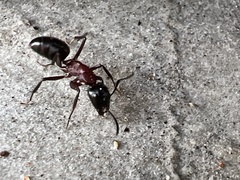 Camponotus ligniperda