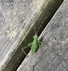 Phaneropterinae