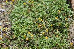 Glossocardia bidens