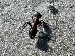 Camponotus ligniperda