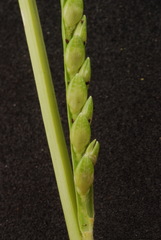 Urochloa platyphylla