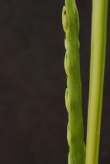 Urochloa platyphylla