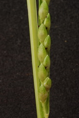 Urochloa platyphylla