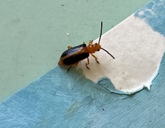 Phyllobrotica