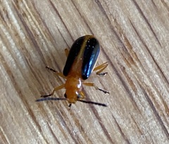 Phyllobrotica