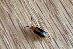 Phyllobrotica