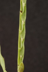 Urochloa platyphylla