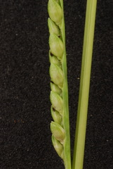 Urochloa platyphylla