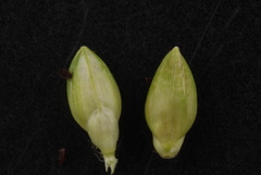 Urochloa platyphylla