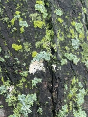 Physconia leucoleiptes