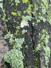 Physconia leucoleiptes